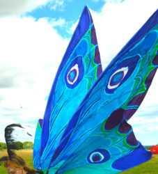 Silk Painted Moth wings